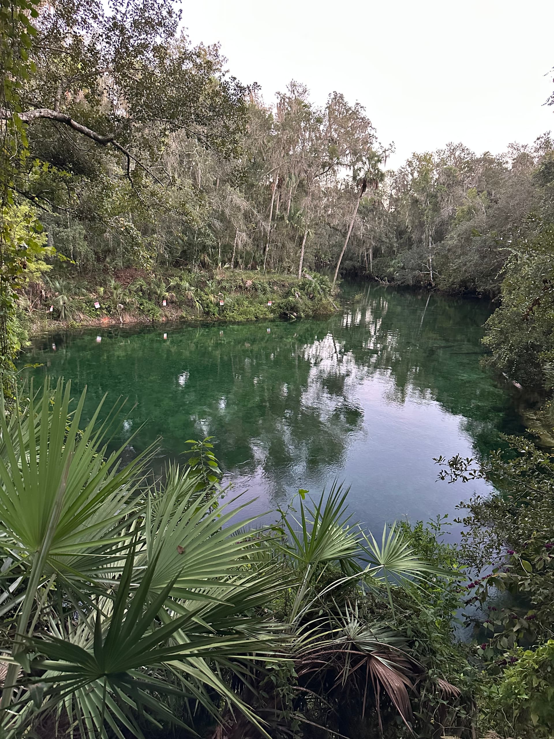 Volusia Blue Spring
