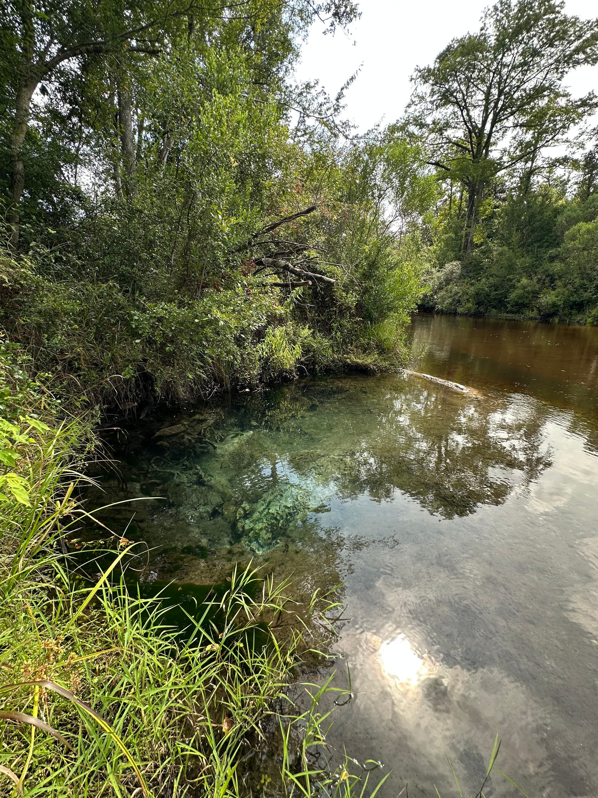 Tupelo Spring