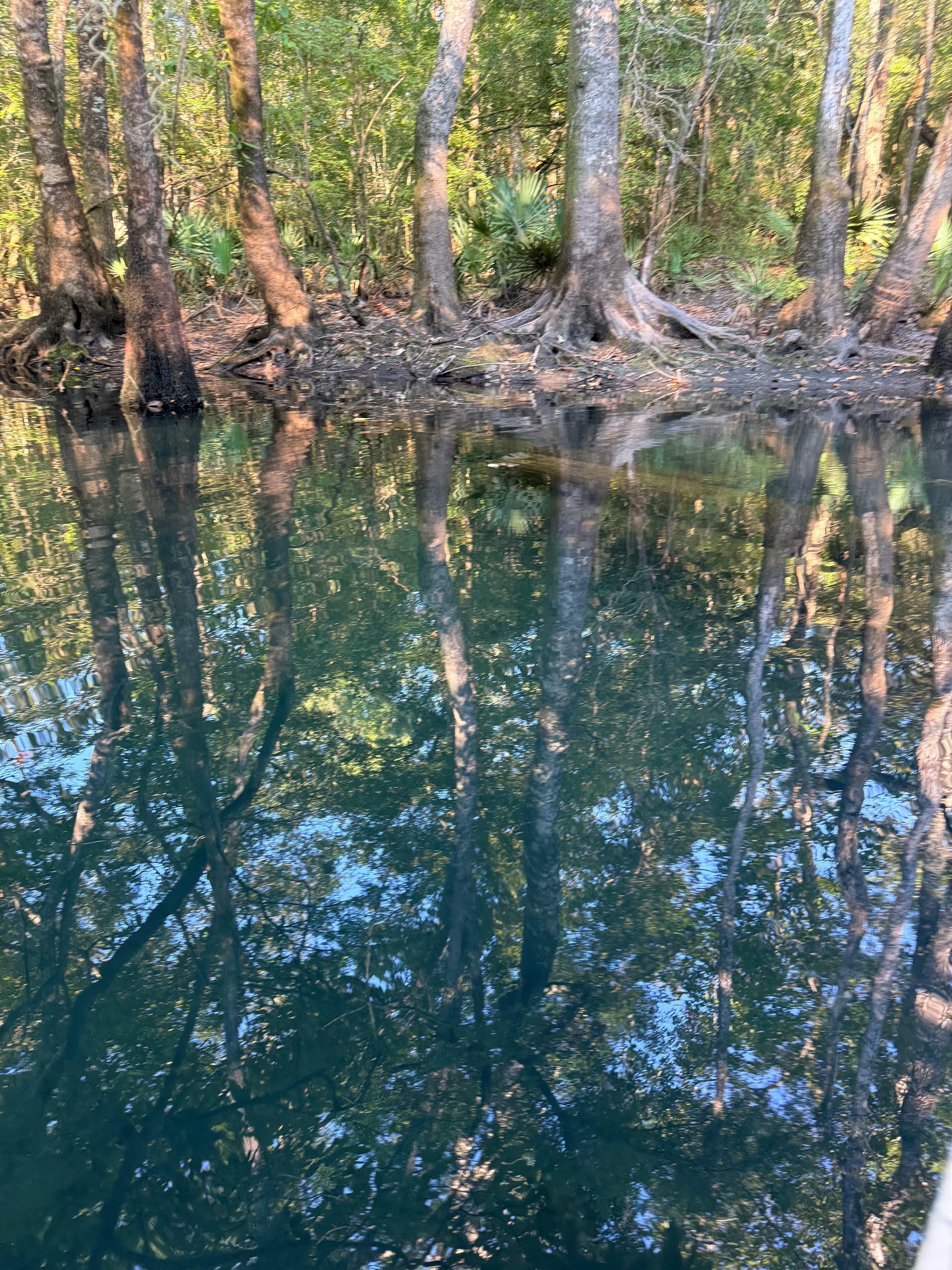 Shellcracker Spring