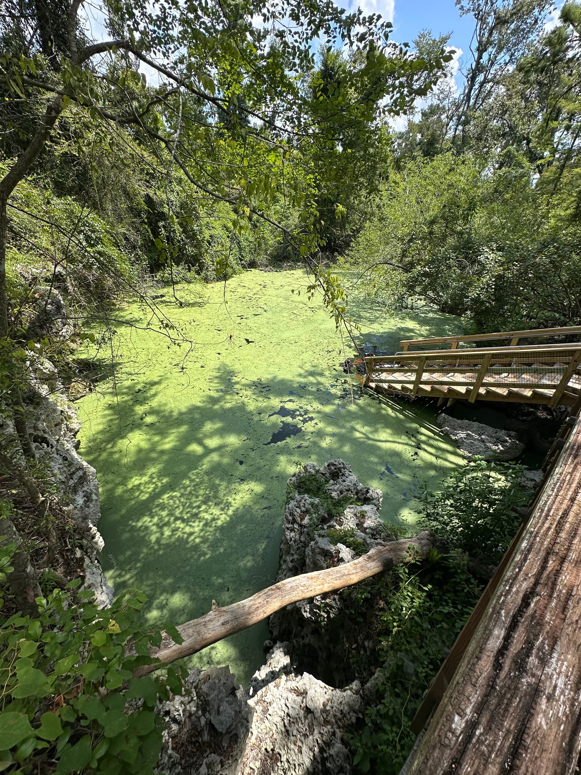 Orange Grove Spring