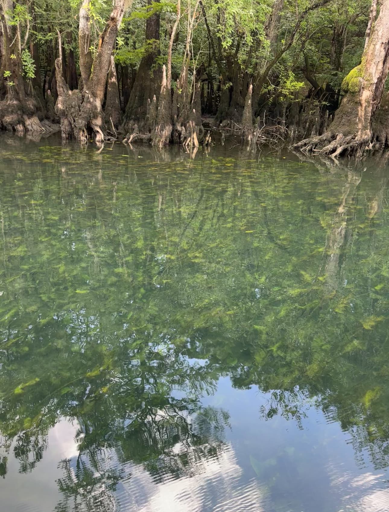 Millers Ferry Spring
