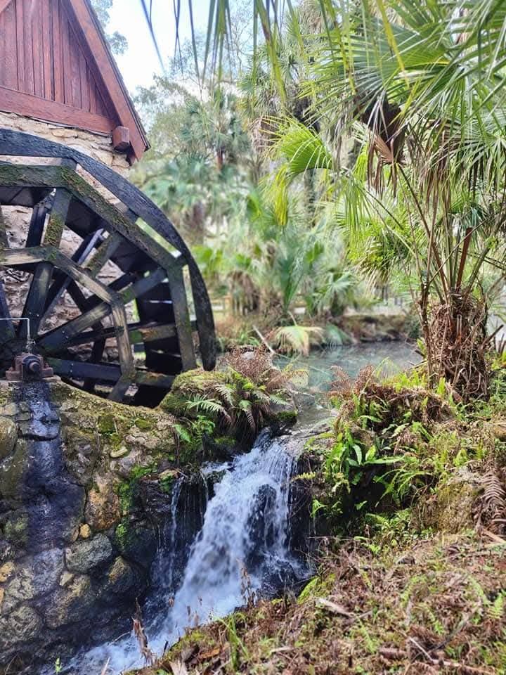 Juniper Springs