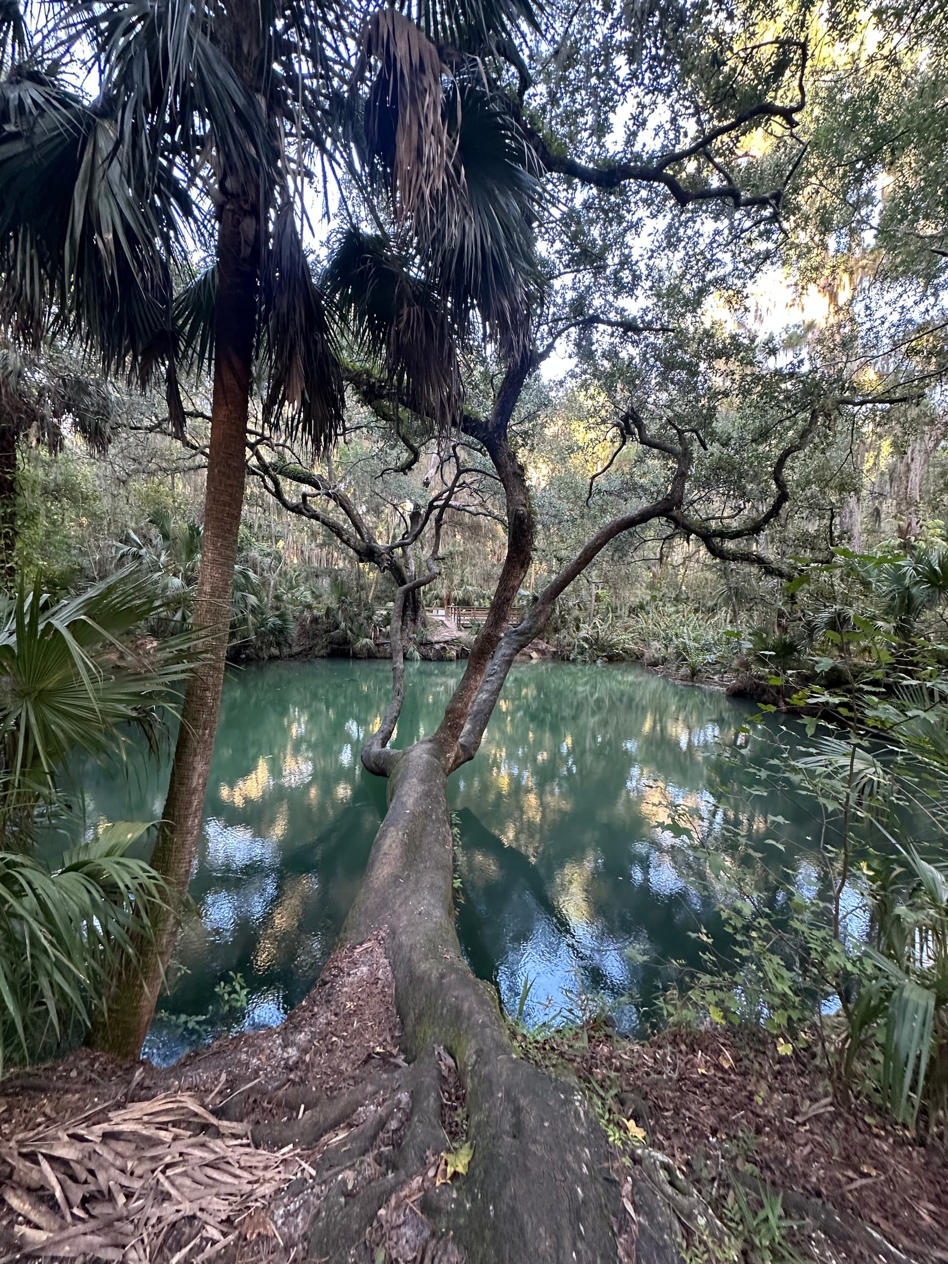 Green Spring