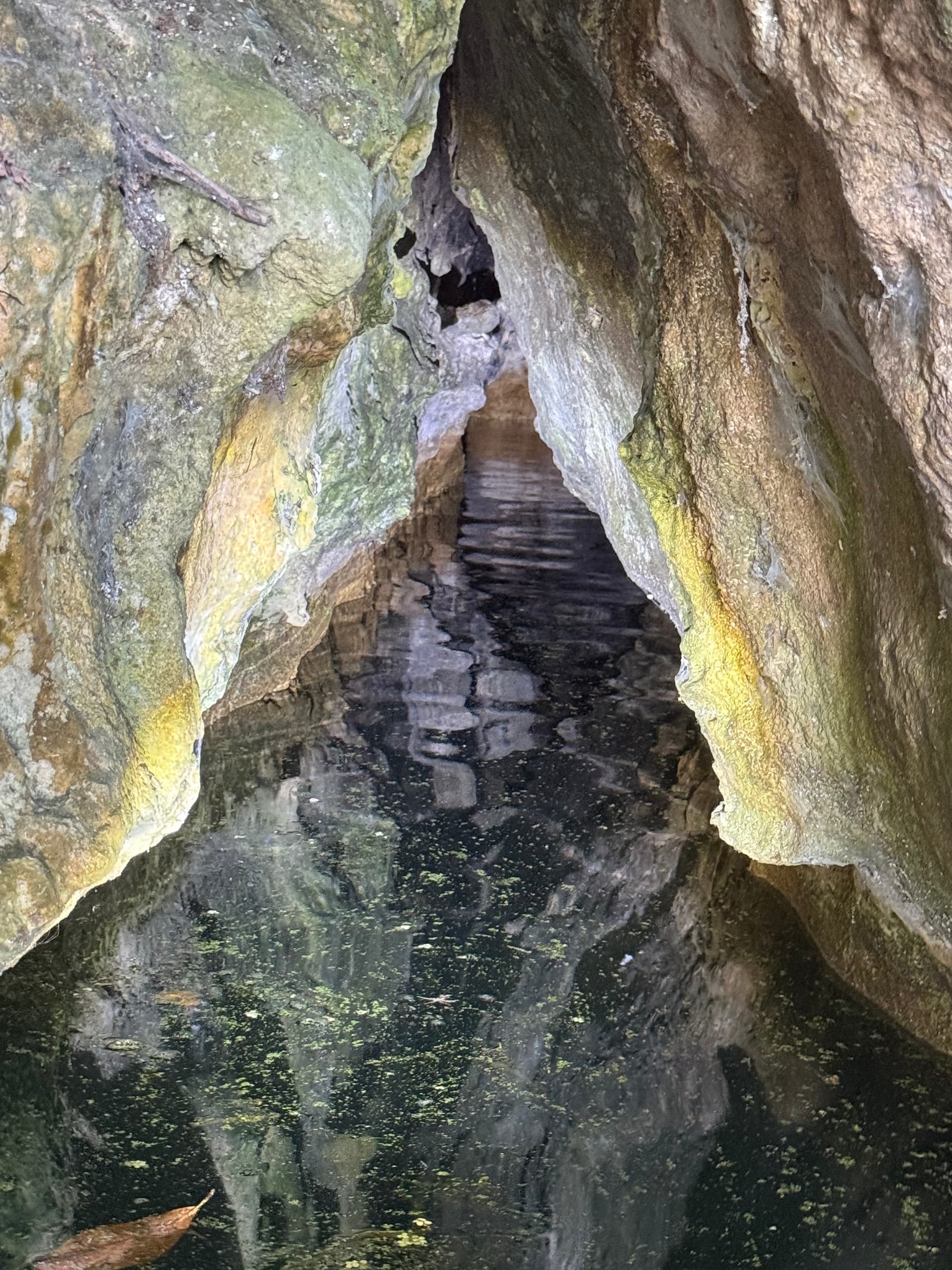 Gator Hole Spring - Gator Spring
