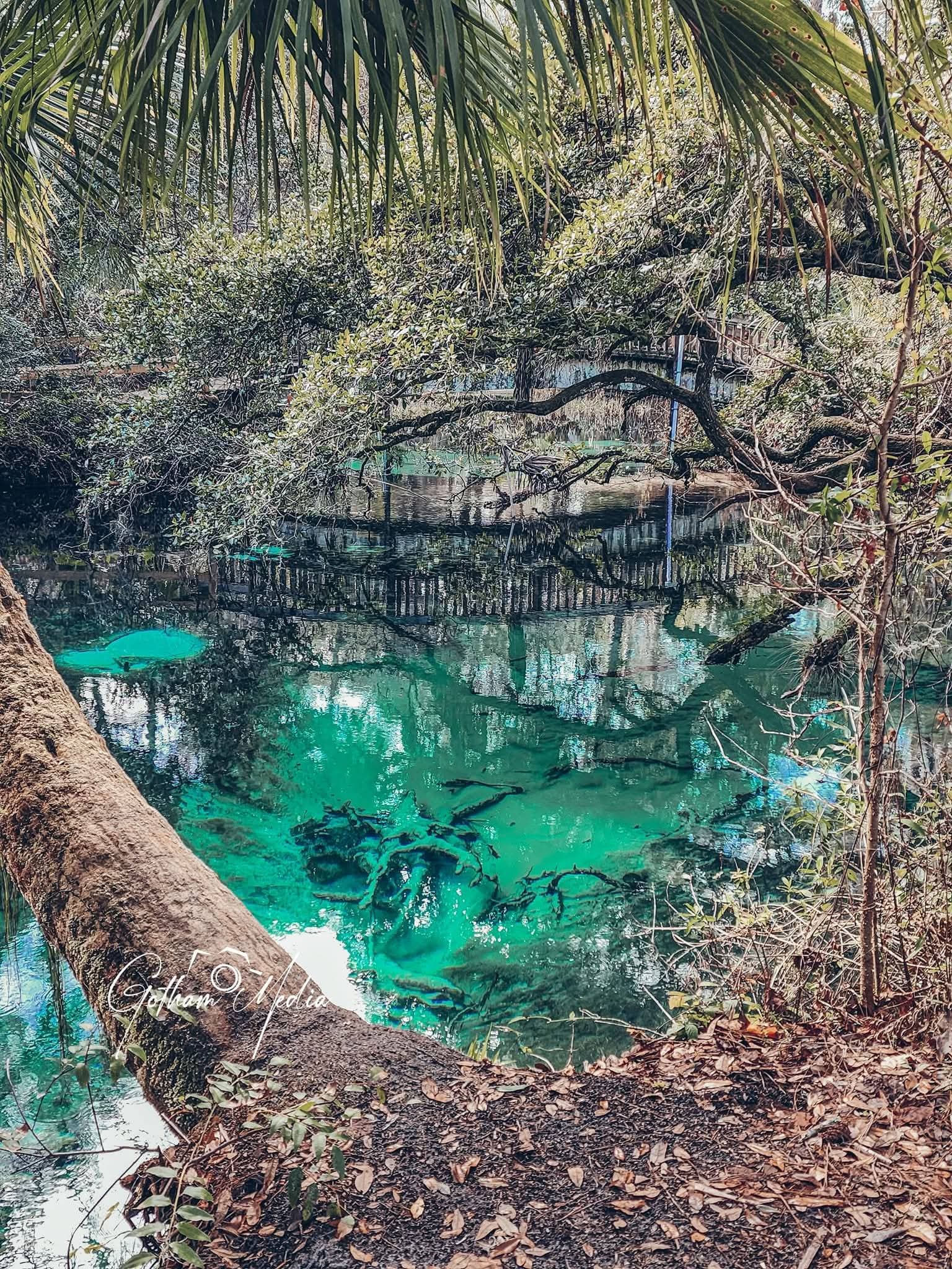 Fern Hammock Springs