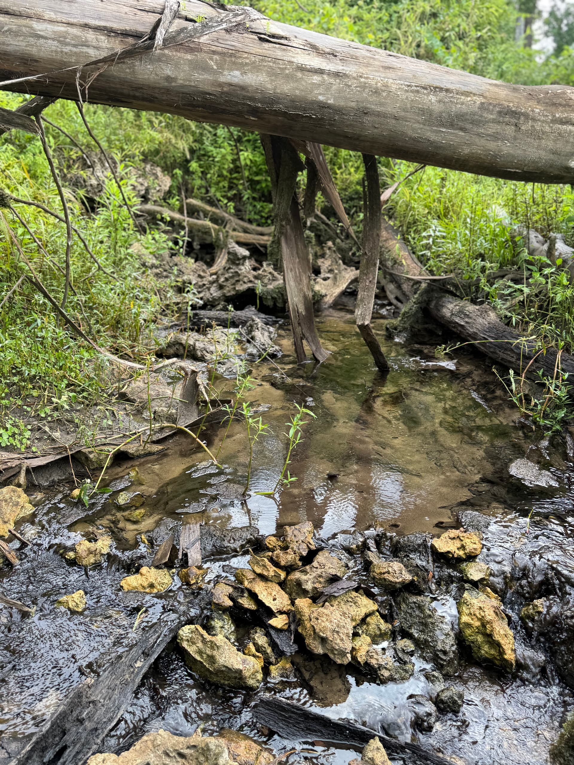 Crumbly Spring
