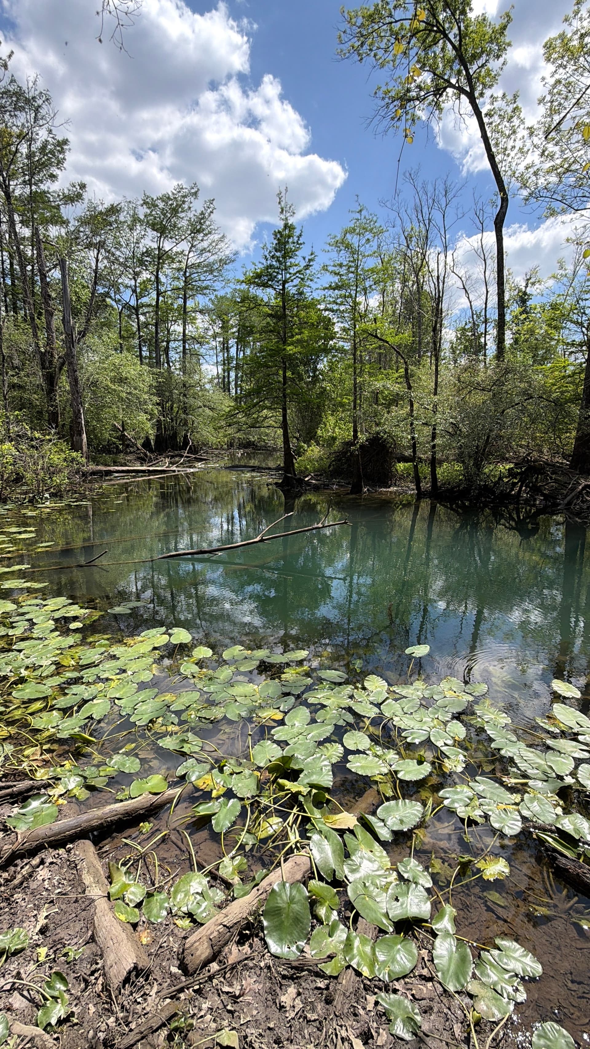Crack In the Woods Spring