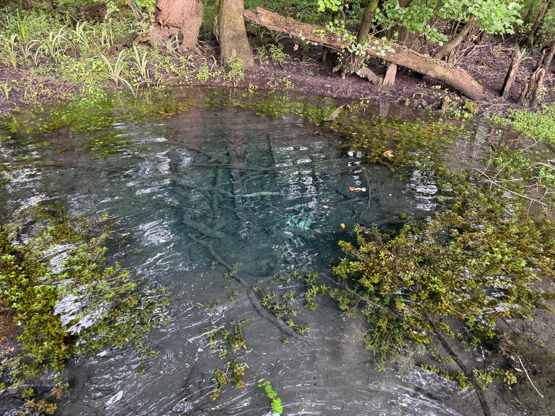 Clemmons Spring