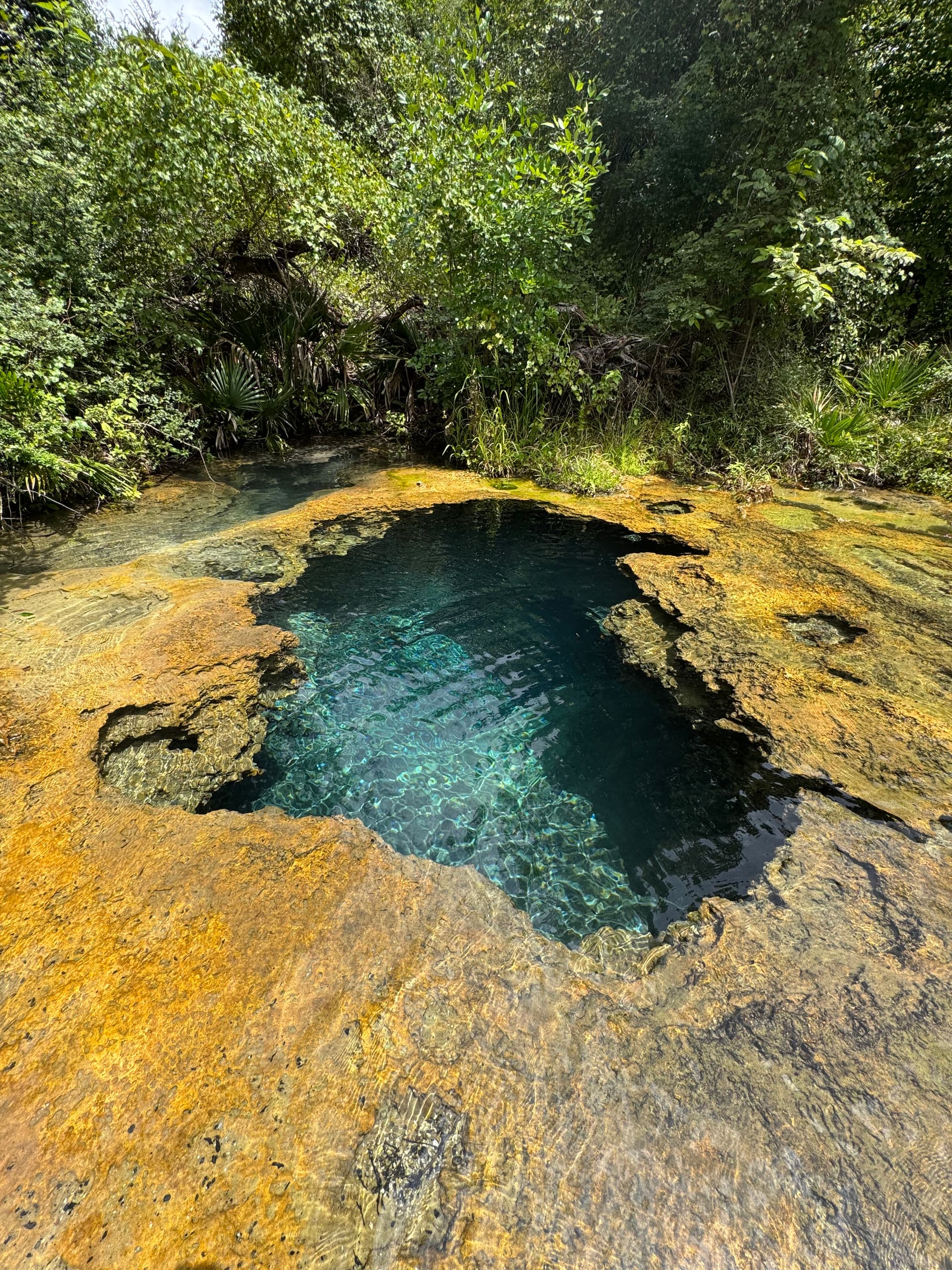 Buzzard Spring