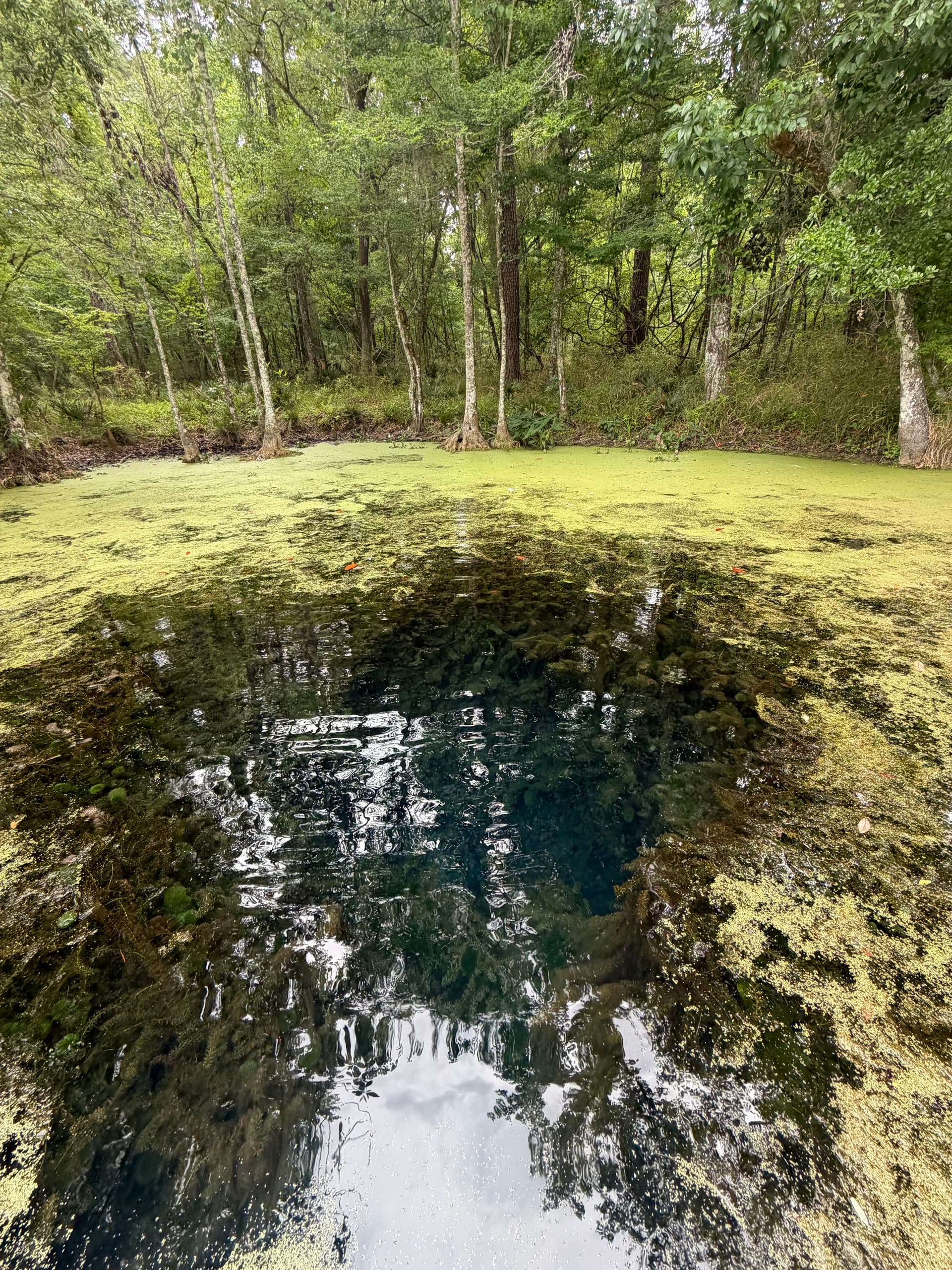 Cassidy Springs