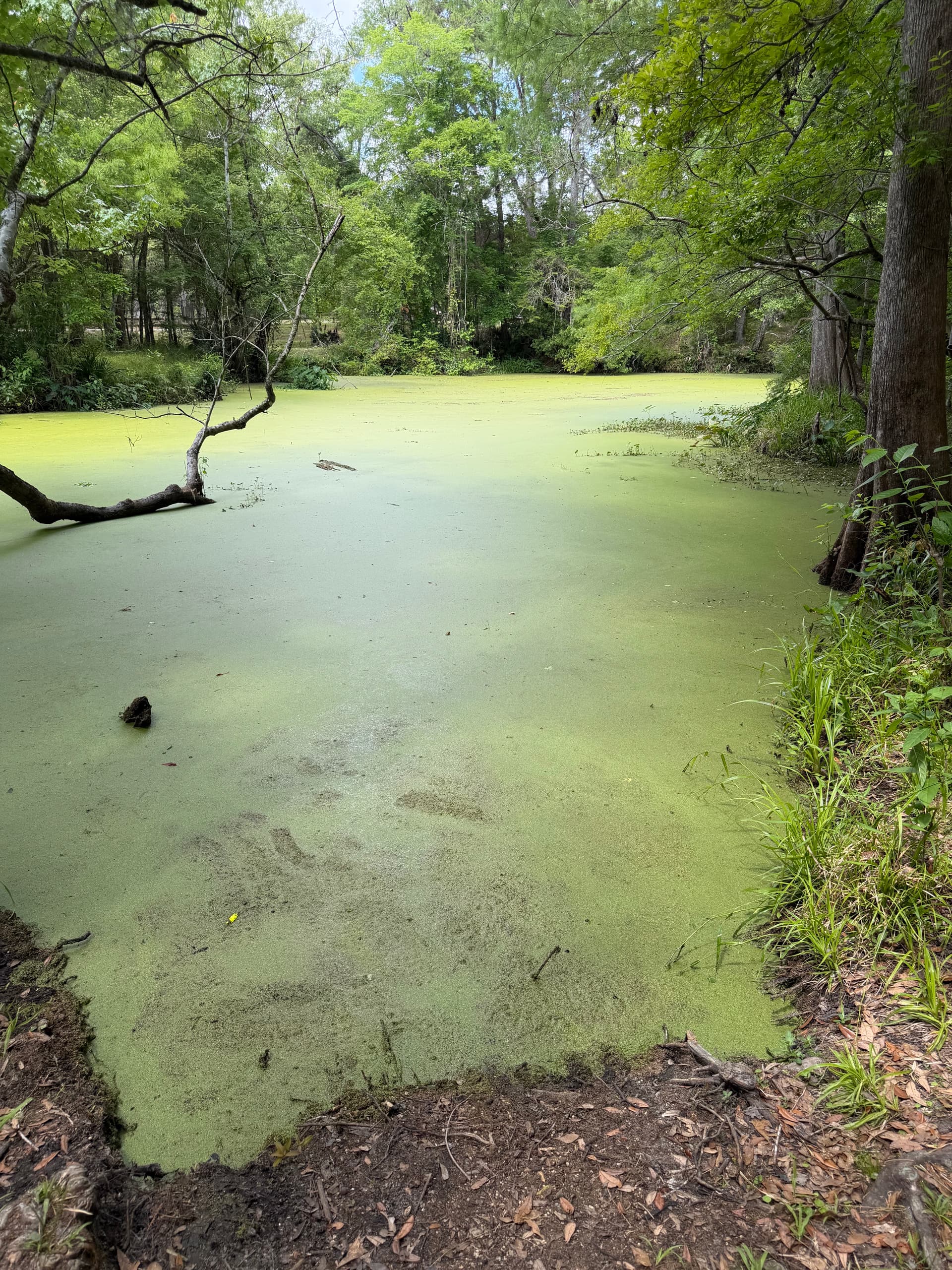 St Marks River Swallet