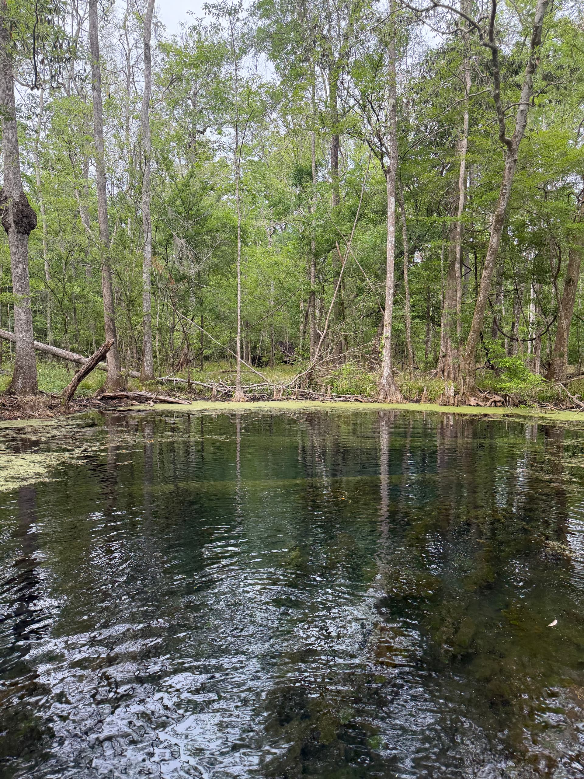 Buzzard Log Spring