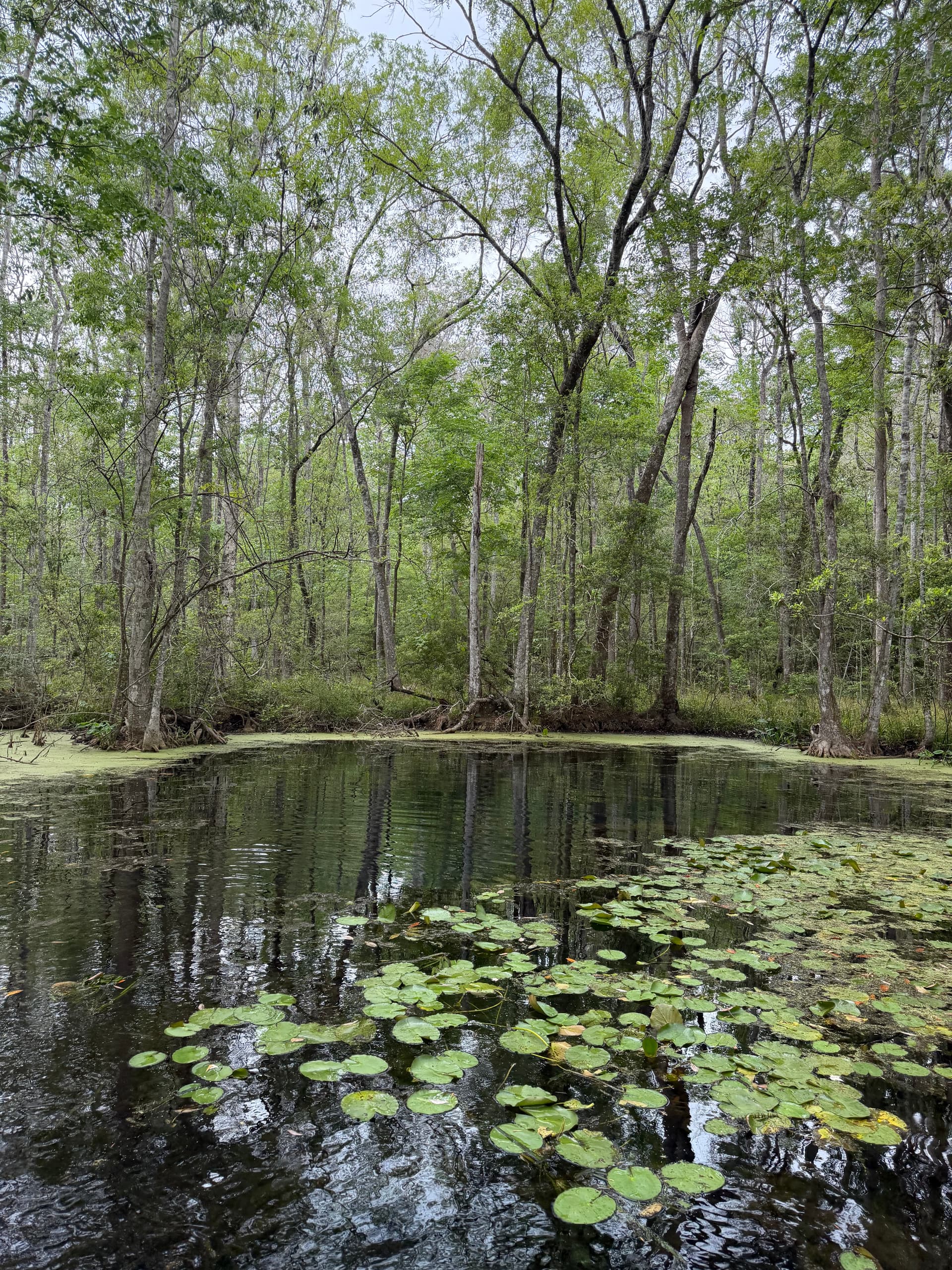 Little Blue Spring