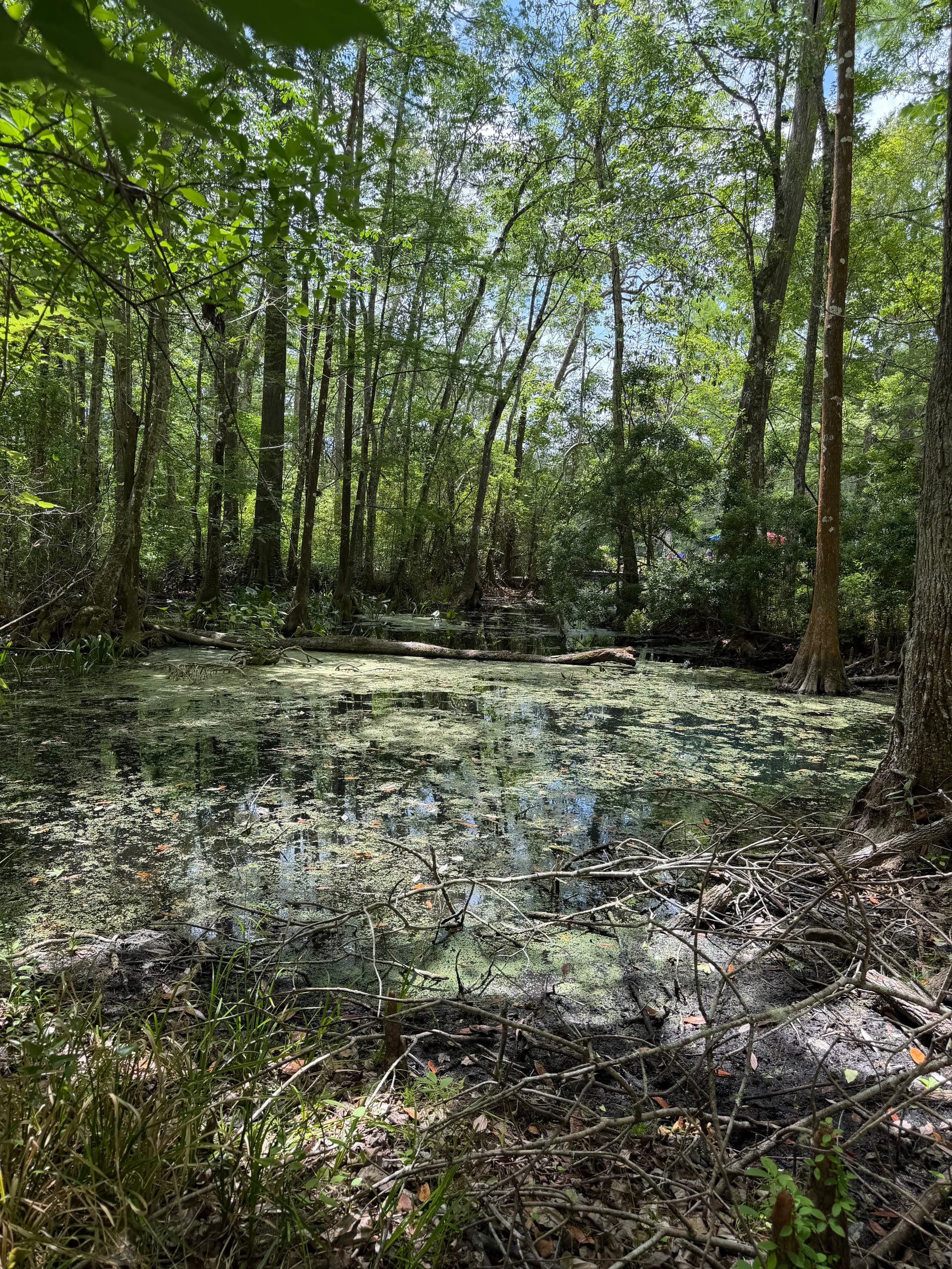 Aucilla Spring